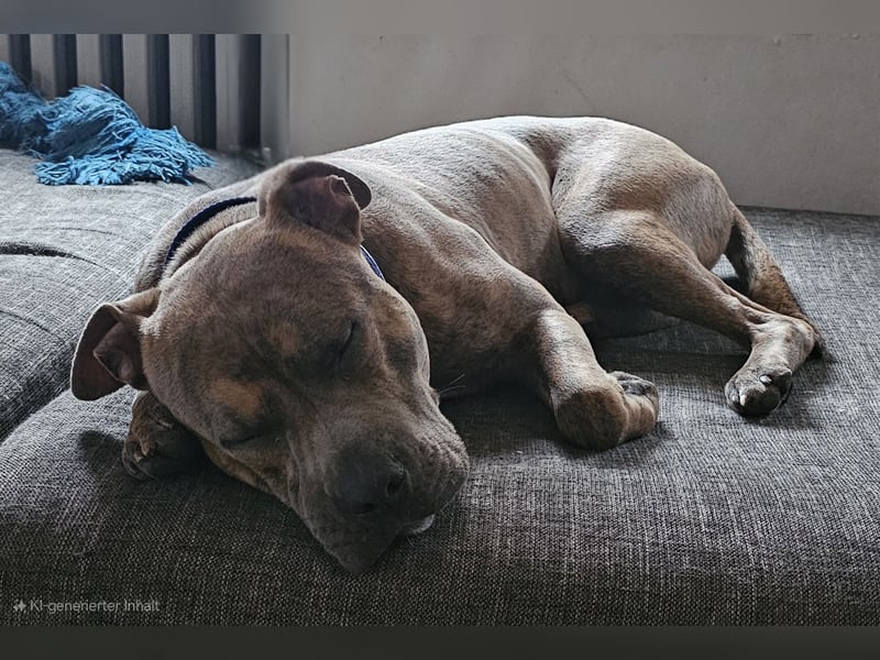 Baxx sucht ein neues Zuhause