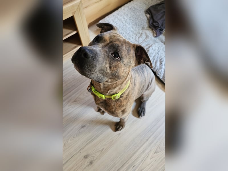 Baxx sucht ein neues Zuhause