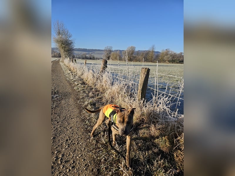 Baxx sucht ein neues Zuhause