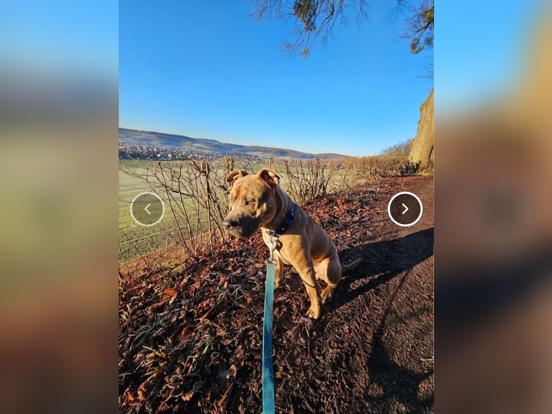 Baxx sucht ein neues Zuhause