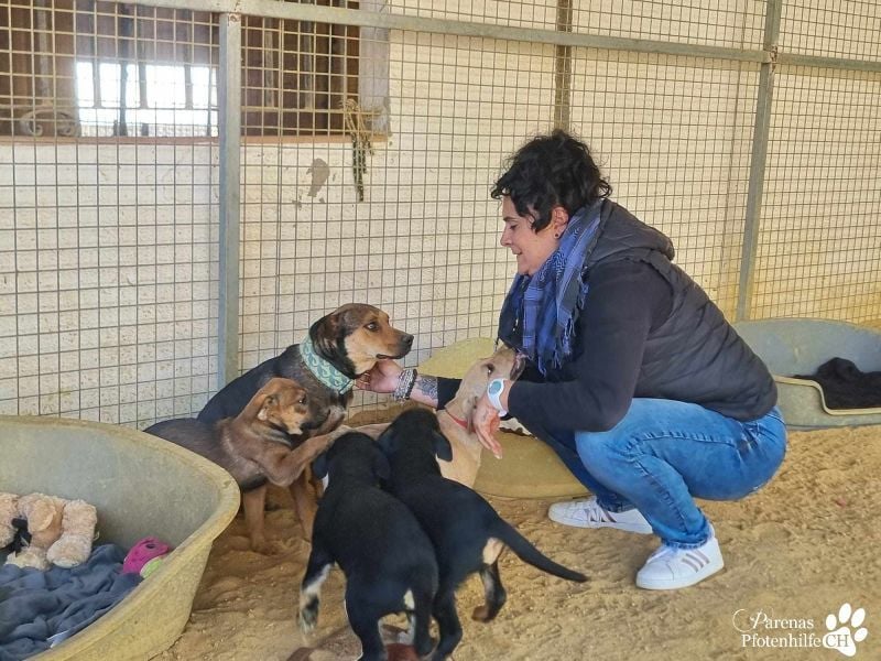 Yva  (Mischling American Staffordshire Terrier) leider keine Einreise nach Deutschland