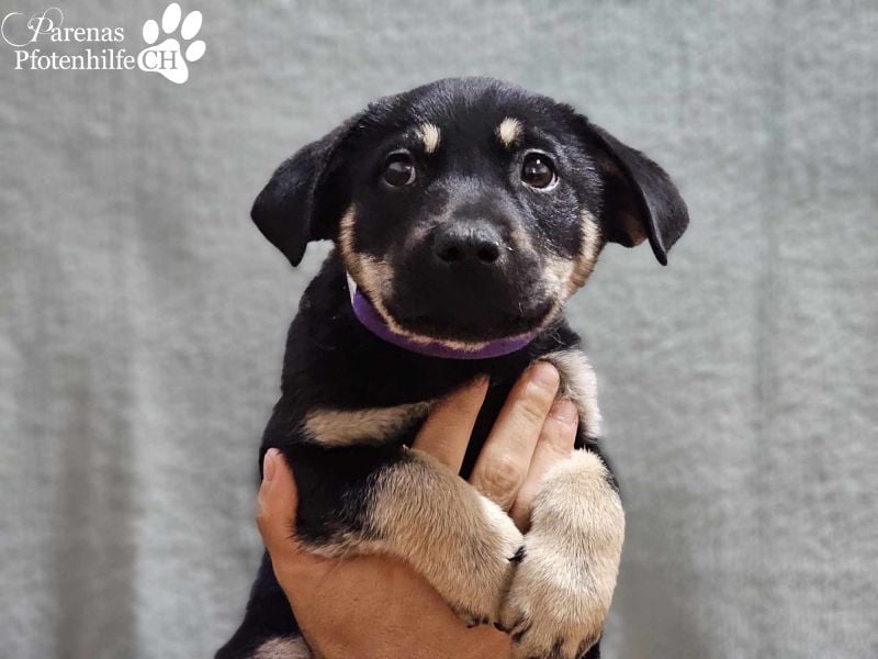 Yva  (Mischling American Staffordshire Terrier) leider keine Einreise nach Deutschland