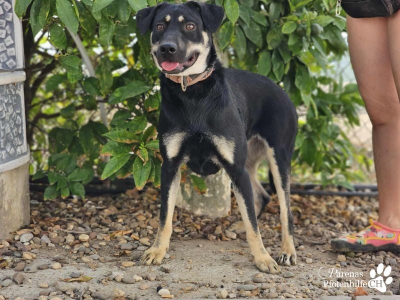 Yva  (Mischling American Staffordshire Terrier) leider keine Einreise nach Deutschland