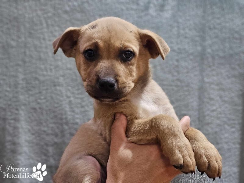 Yvo ist anfangs schüchtern, dann aber auch verschmust (Mischling American Staffordshire Terrier)