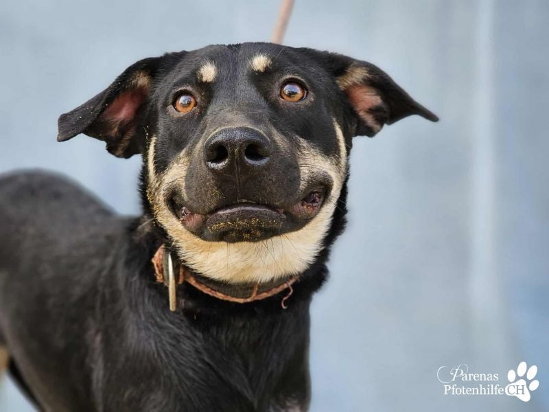 Yva  (Mischling American Staffordshire Terrier) leider keine Einreise nach Deutschland