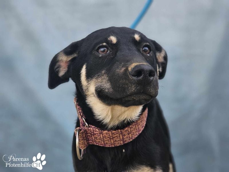 Yva  (Mischling American Staffordshire Terrier) leider keine Einreise nach Deutschland