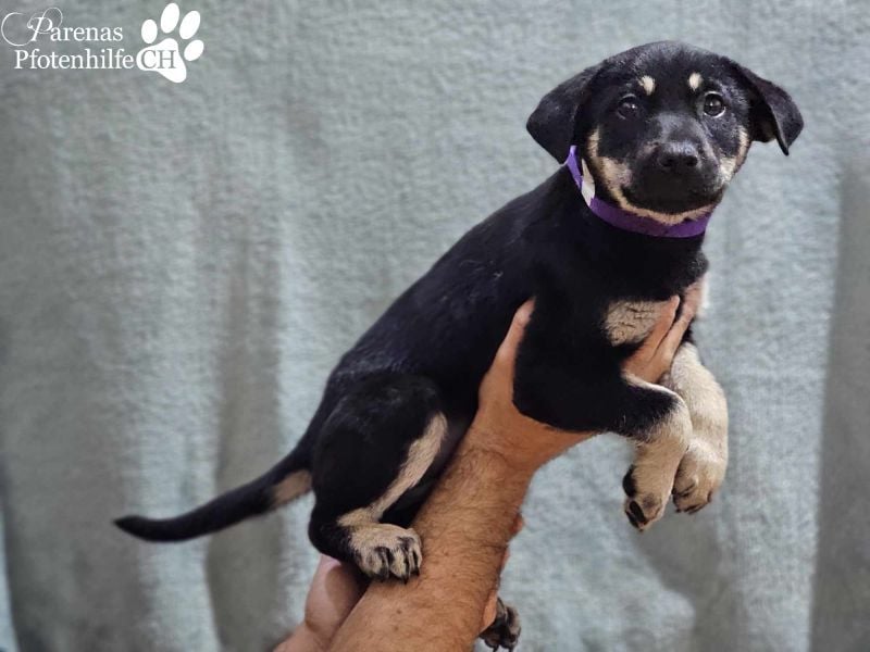 Yva  (Mischling American Staffordshire Terrier) leider keine Einreise nach Deutschland