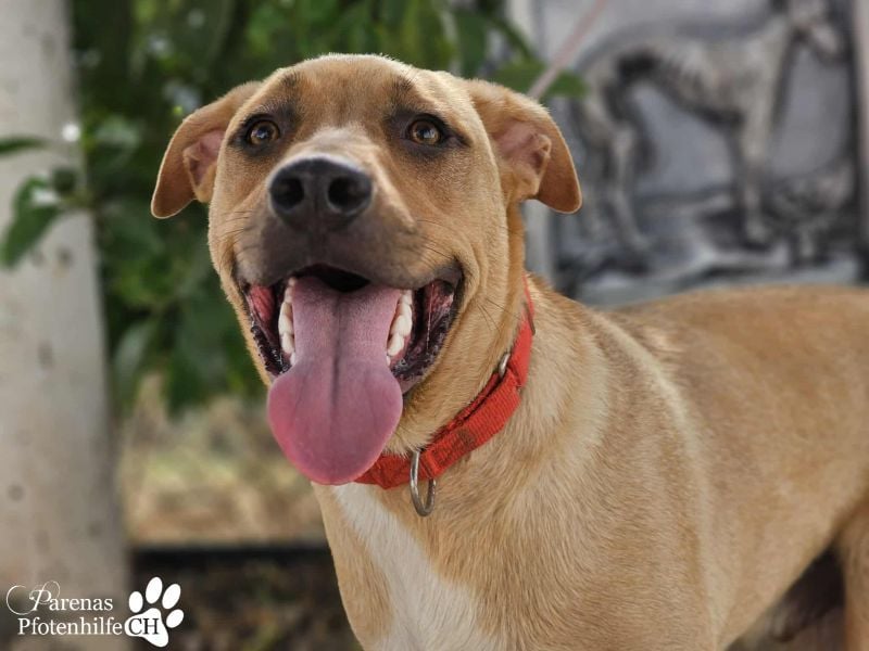 Yvo ist anfangs schüchtern, dann aber auch verschmust (Mischling American Staffordshire Terrier)