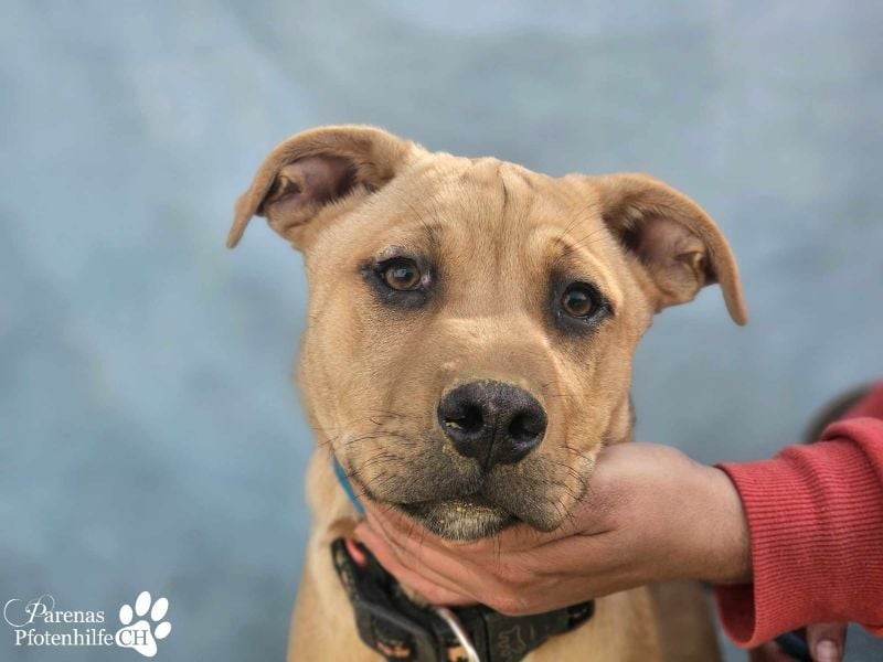 Yvo ist anfangs schüchtern, dann aber auch verschmust (Mischling American Staffordshire Terrier)