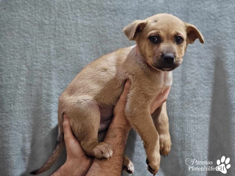 Yvo ist anfangs schüchtern, dann aber auch verschmust (Mischling American Staffordshire Terrier)