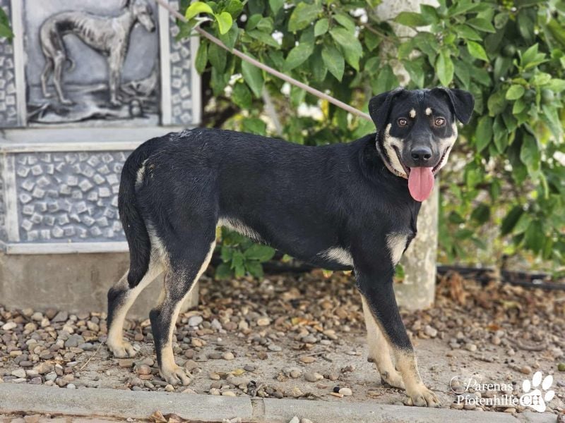 Yva  (Mischling American Staffordshire Terrier) leider keine Einreise nach Deutschland