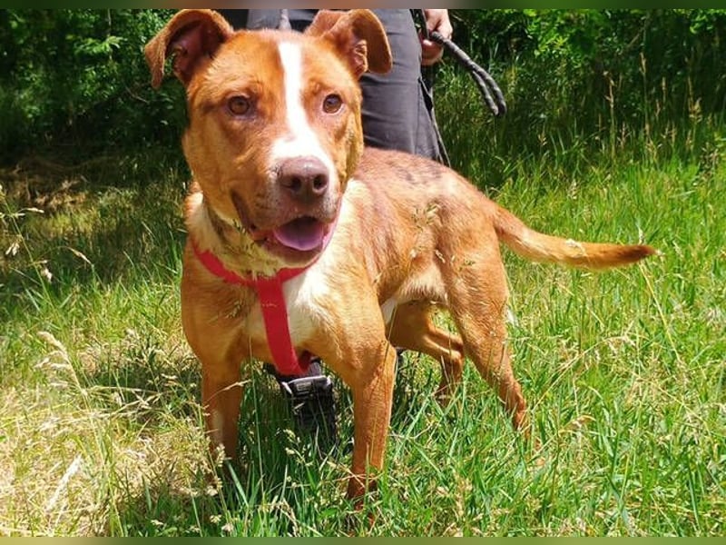 Julien, American Staffordshire Mischling