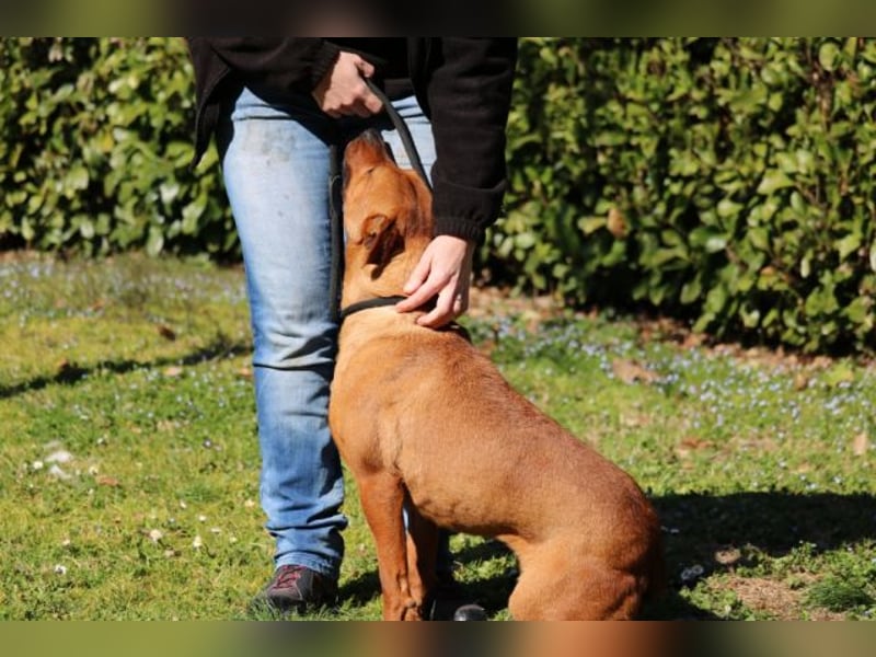 Zorro - was für ein Name