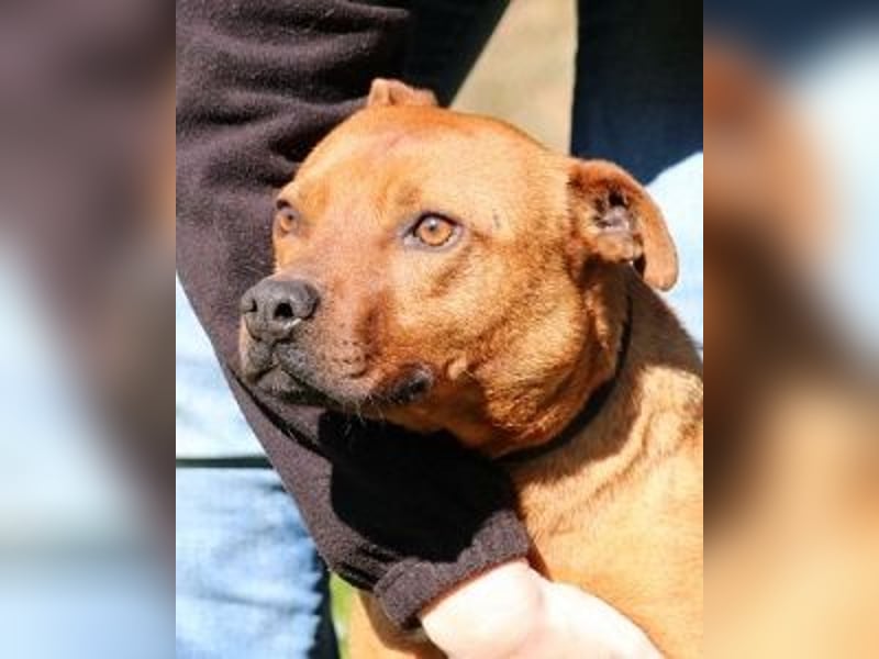 Zorro - was für ein Name