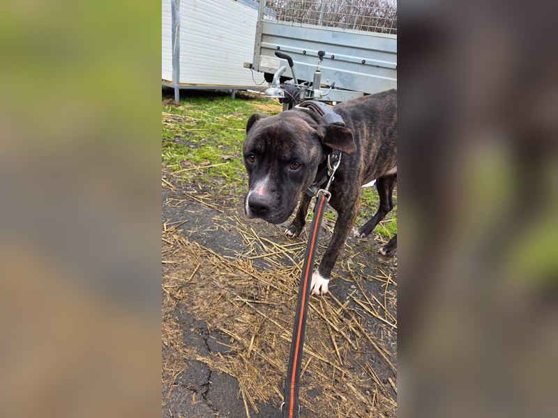 Johnny, AmStaff hofft auf liebevolle Familie