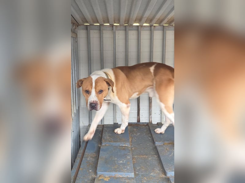 Charakterkopf Szepi für A/CH/NL/SWE