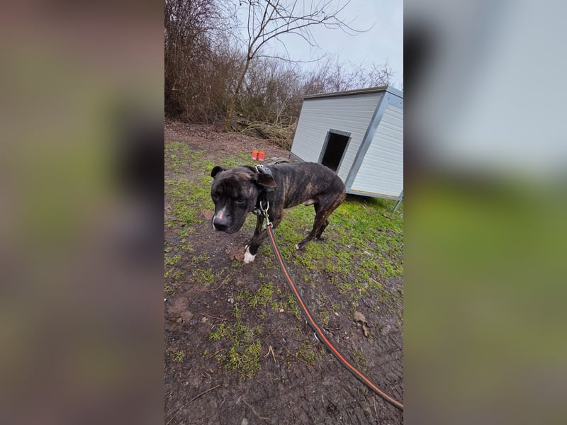 Johnny, AmStaff hofft auf liebevolle Familie