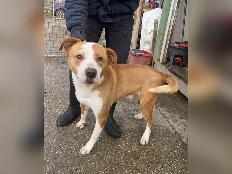 Zeus, aktiv und menschenorientiert