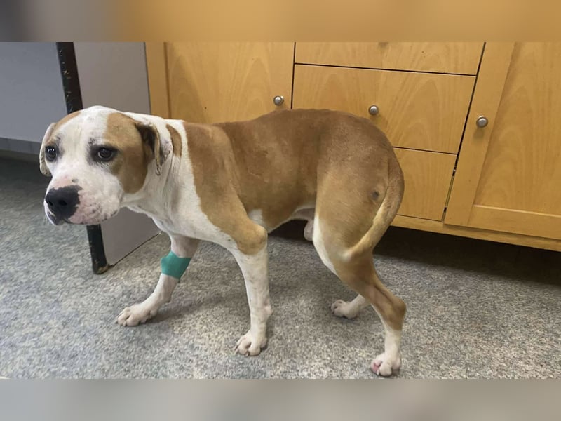 Jonathan , freundlich und zutraulich