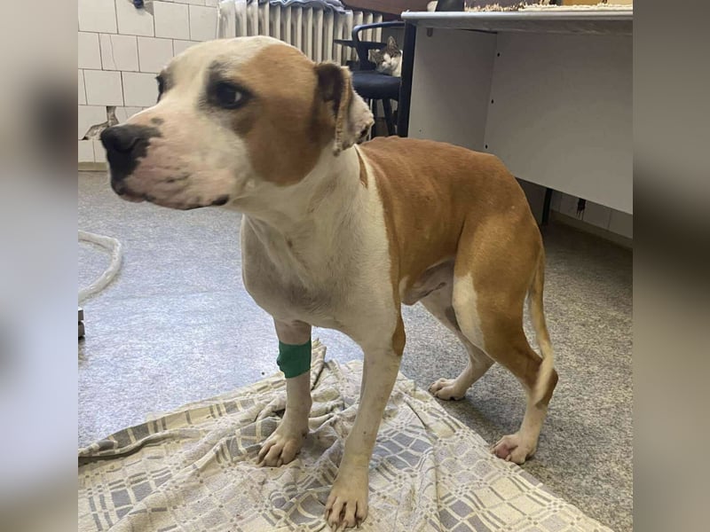 Jonathan , freundlich und zutraulich