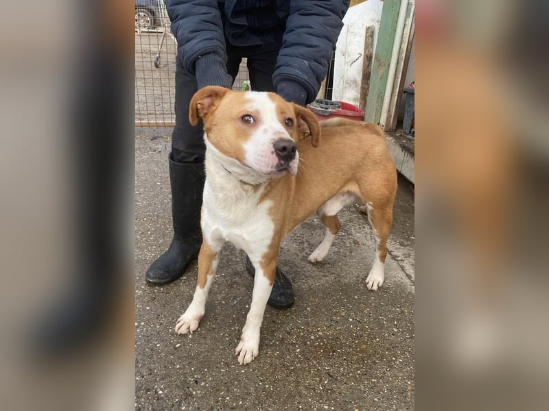 Zeus, aktiv und menschenorientiert