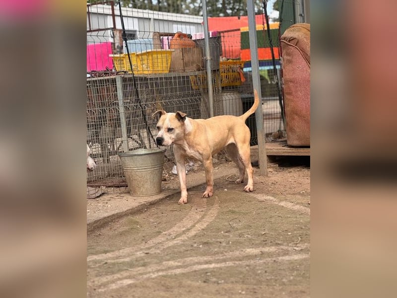 Molly, lieb mit Menschen sucht Rasseliebhaber