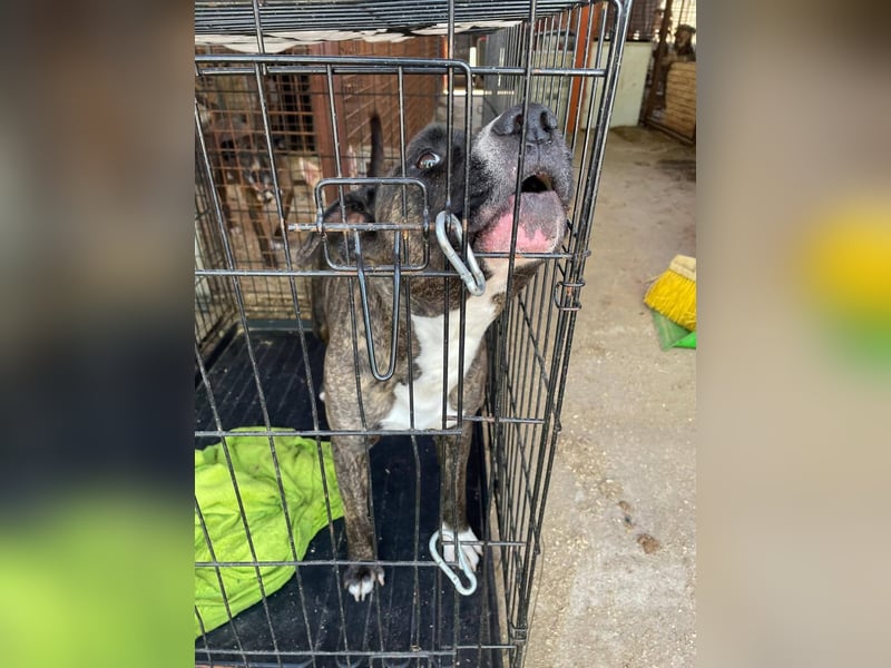 Johnny, AmStaff hofft auf liebevolle Familie