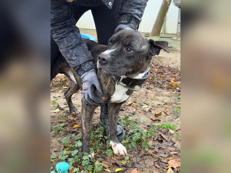 Johnny, AmStaff hofft auf liebevolle Familie