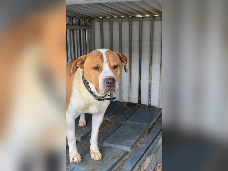 Charakterkopf Szepi für A/CH/NL/SWE