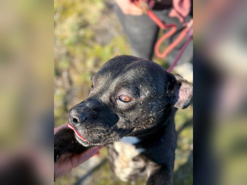 Pilango, aktives Krafpaket sucht sportliche Menschen