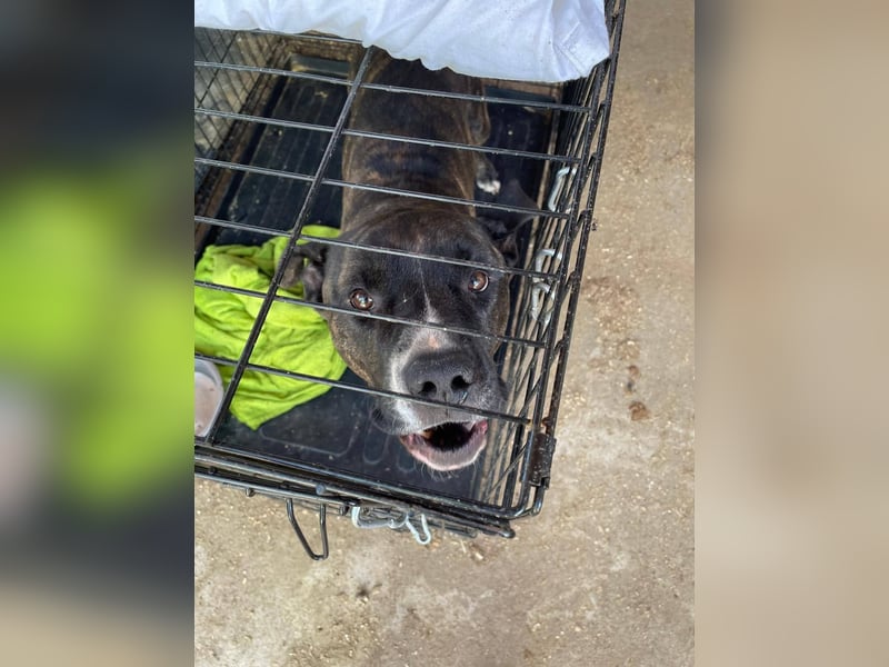 Johnny, AmStaff hofft auf liebevolle Familie