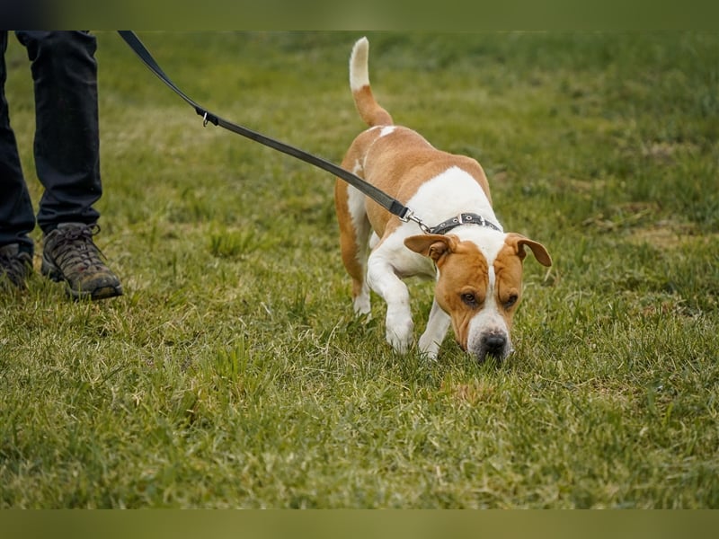 Charakterkopf Szepi für A/CH/NL/SWE