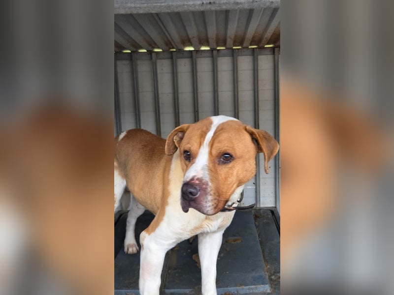 Charakterkopf Szepi für A/CH/NL/SWE