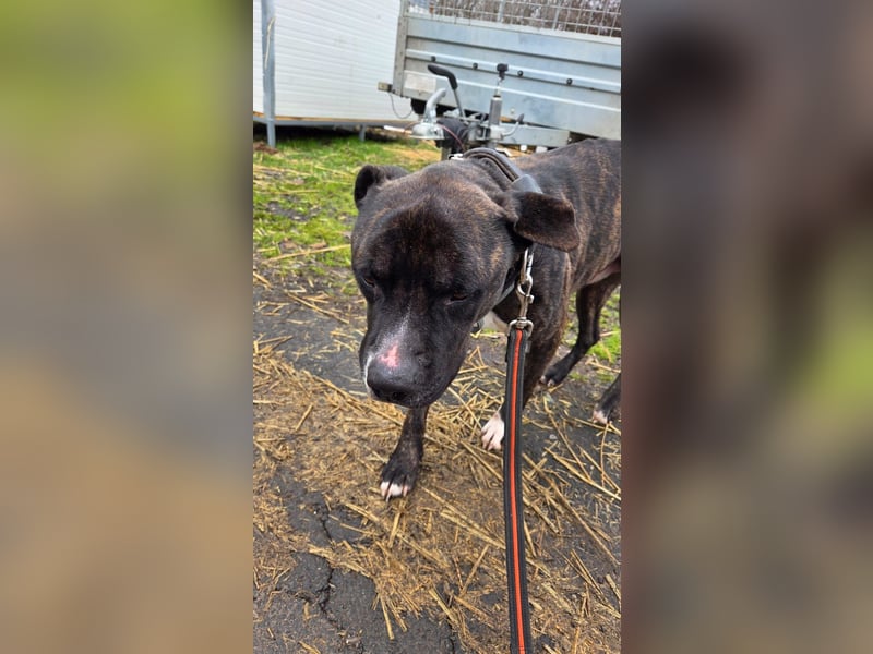 Johnny, AmStaff hofft auf liebevolle Familie