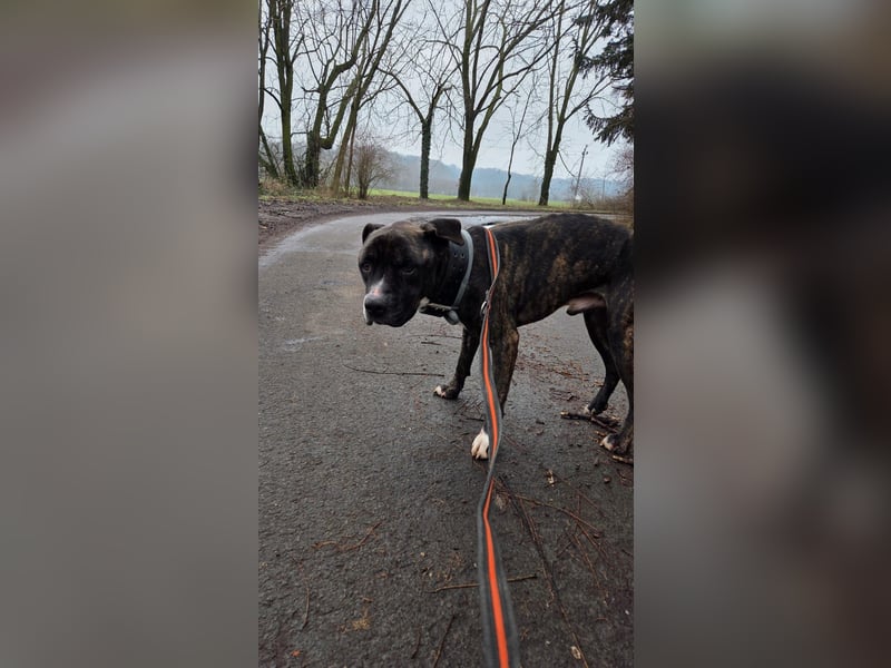 Johnny, AmStaff hofft auf liebevolle Familie