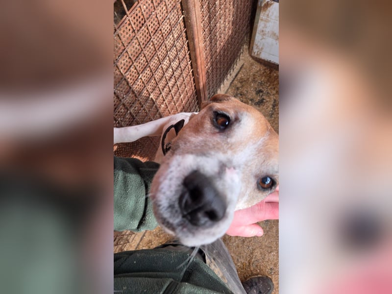 Whiskey gehört noch nicht zum alten Eisen