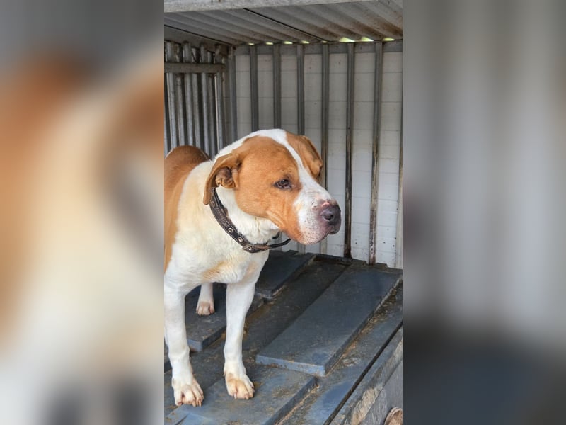 Charakterkopf Szepi für A/CH/NL/SWE