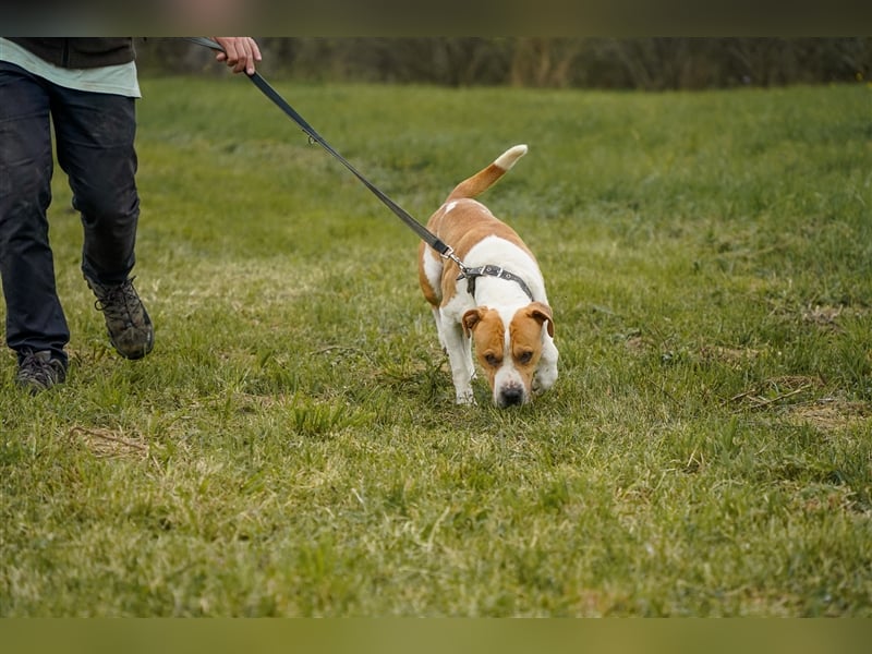 Charakterkopf Szepi für A/CH/NL/SWE