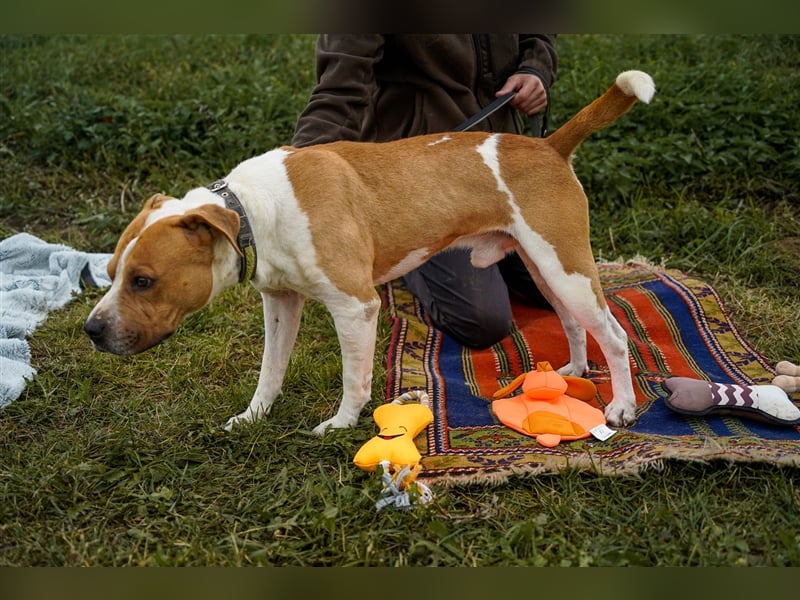 Charakterkopf Szepi für A/CH/NL/SWE