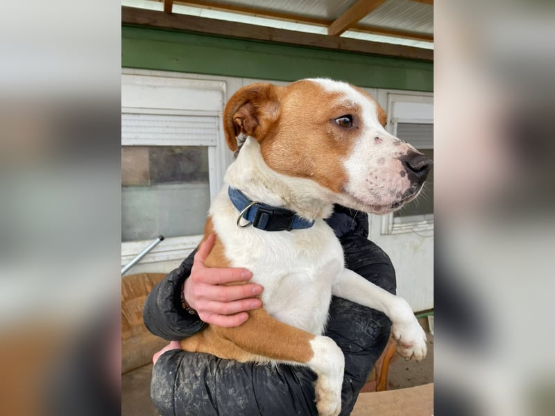 Zeus, aktiv und menschenorientiert