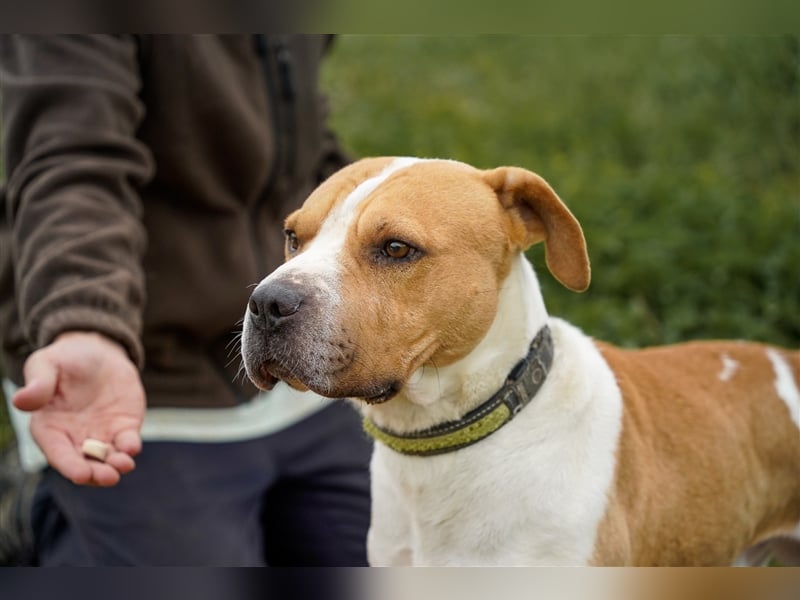 Charakterkopf Szepi für A/CH/NL/SWE