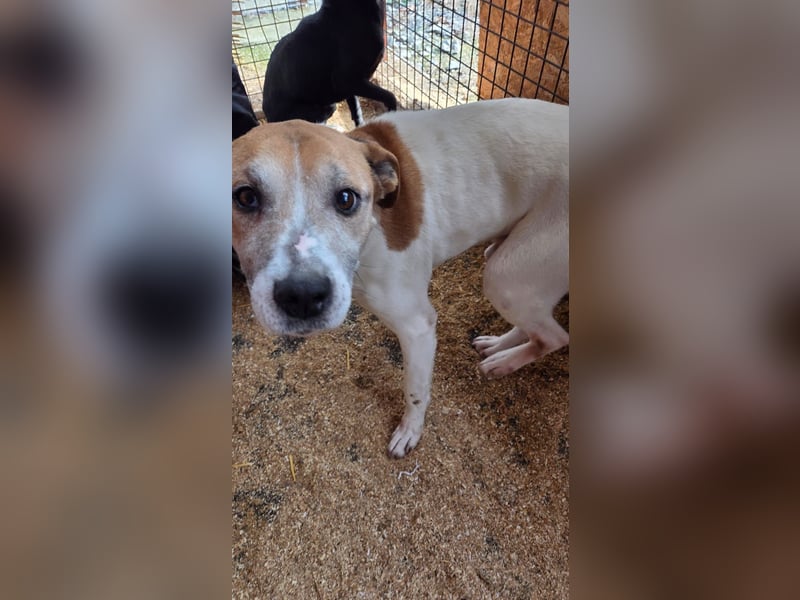 Whiskey gehört noch nicht zum alten Eisen