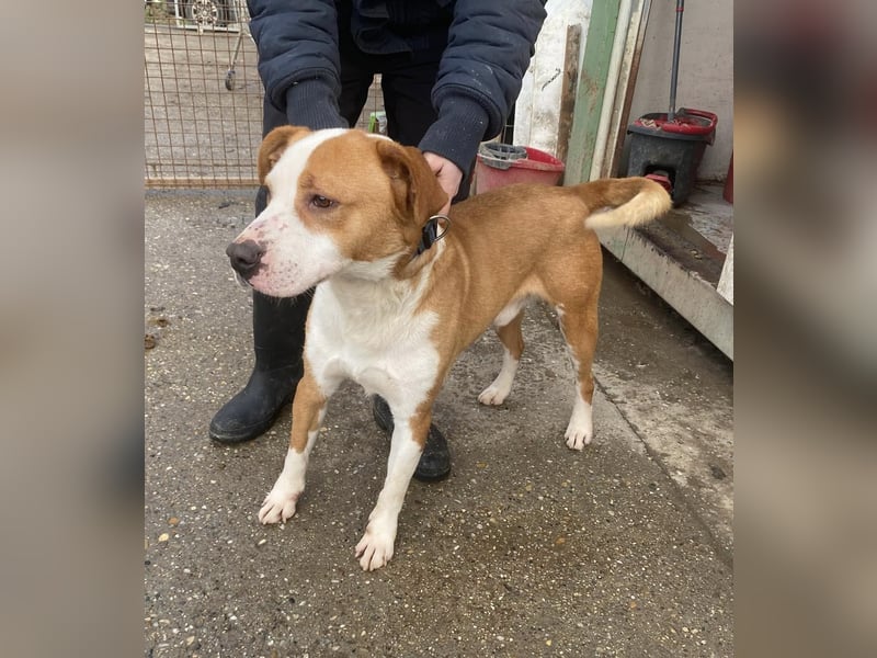 Zeus, aktiv und menschenorientiert