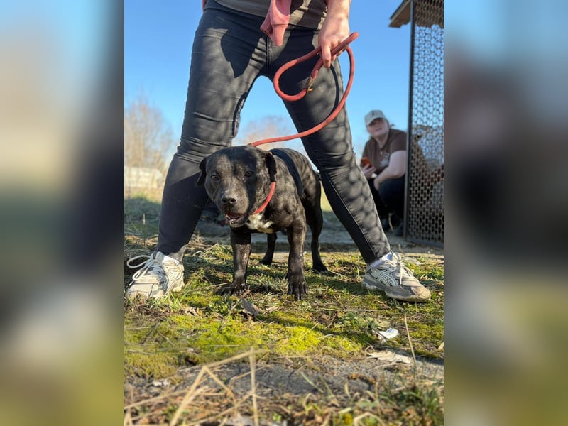 Pilango, aktives Krafpaket sucht sportliche Menschen