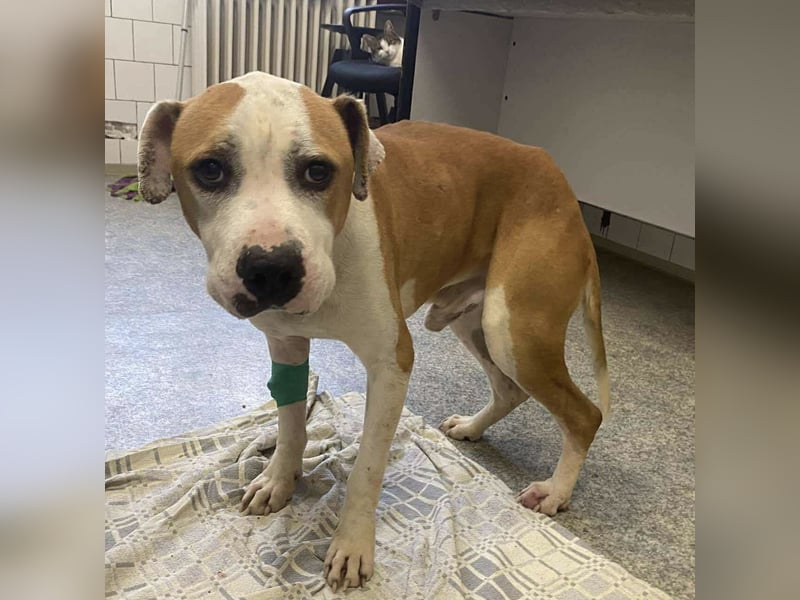 Jonathan , freundlich und zutraulich