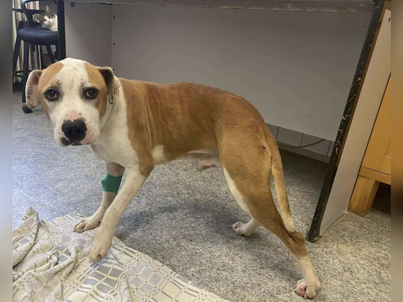 Jonathan , freundlich und zutraulich