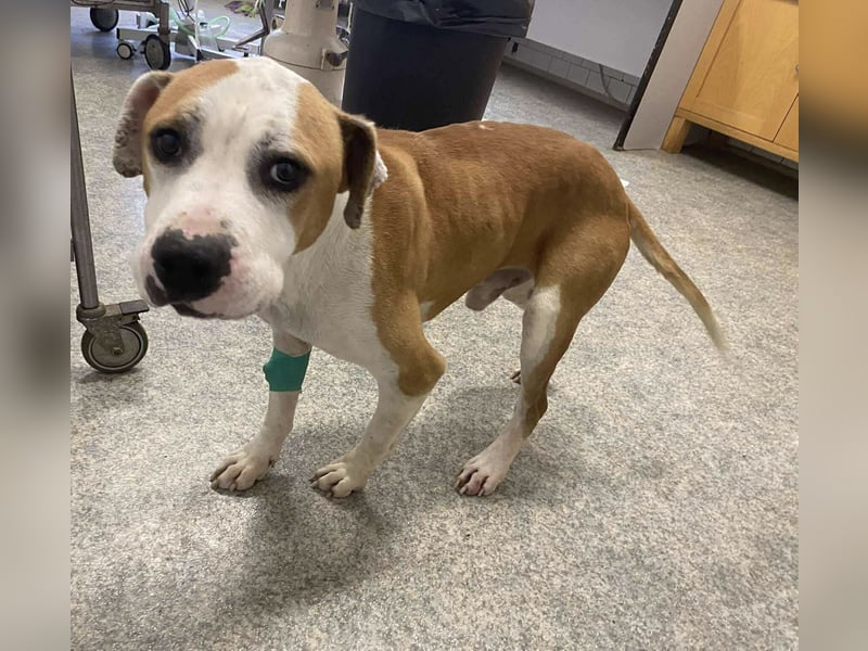 Jonathan , freundlich und zutraulich