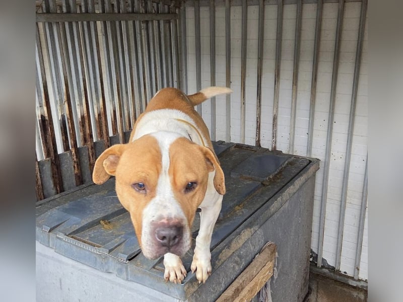 Charakterkopf Szepi für A/CH/NL/SWE