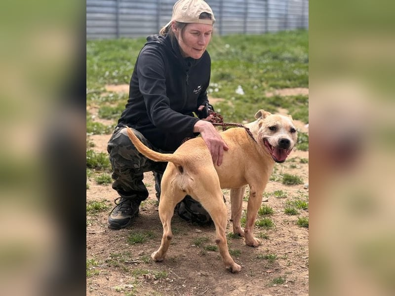 Molly, lieb mit Menschen sucht Rasseliebhaber