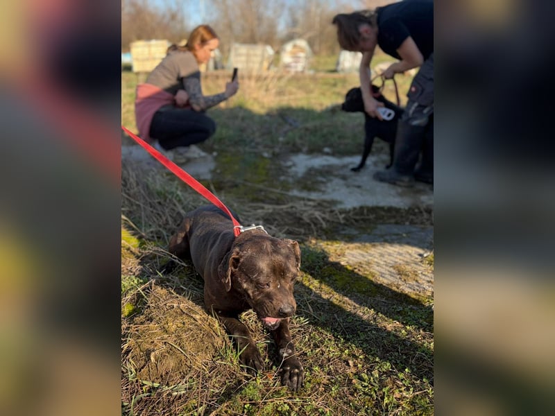 Pilango, aktives Krafpaket sucht sportliche Menschen